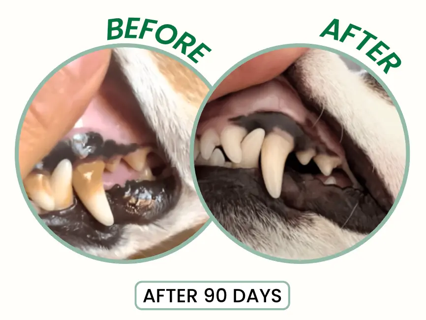 Probiotic Enzymatic Dental Spray - Image 5