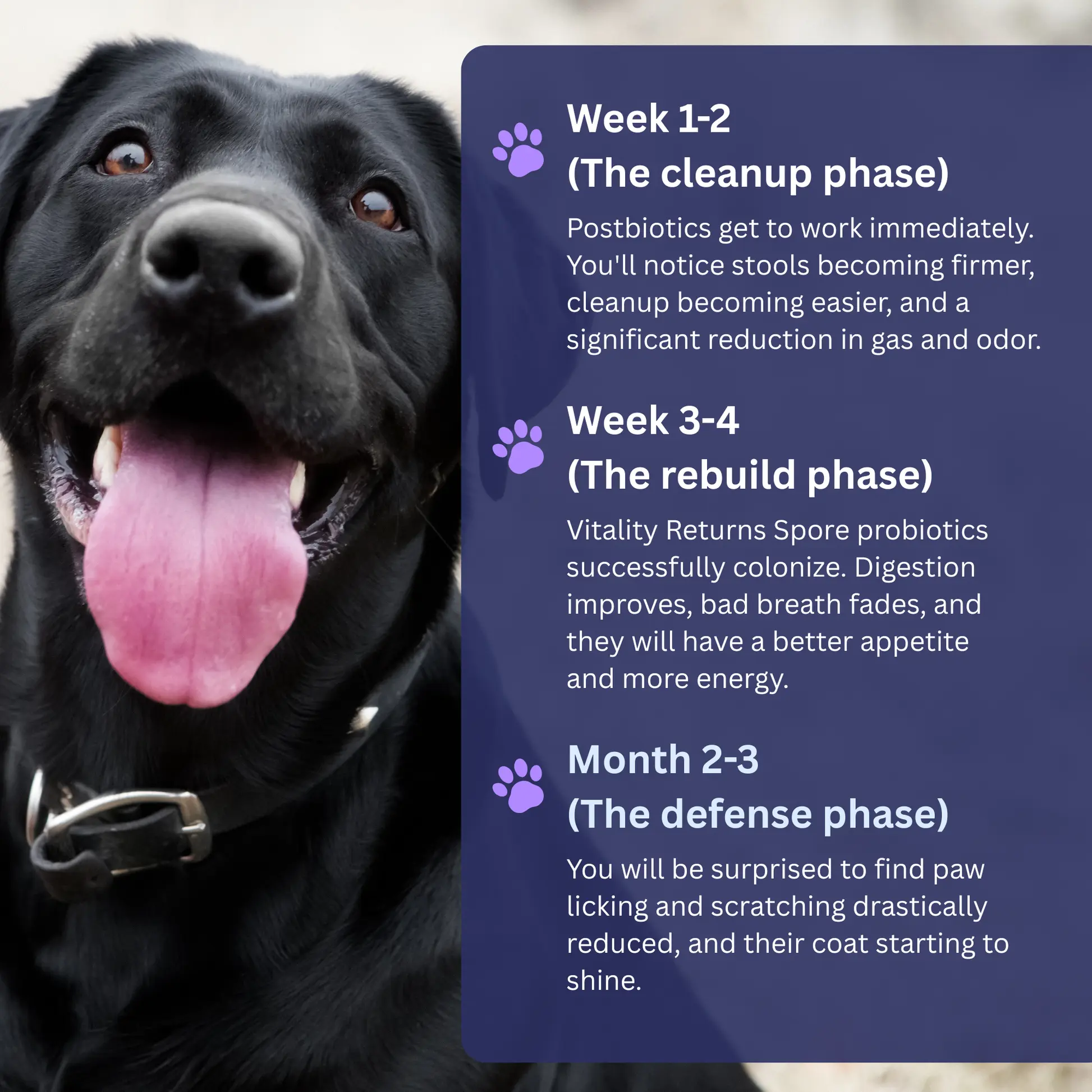 Pet Pro-Gut Series - Image 5